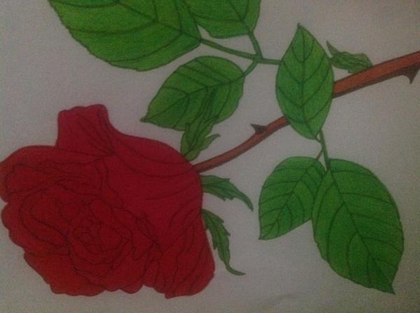 Single Red Rose / Valentines Day 2010 