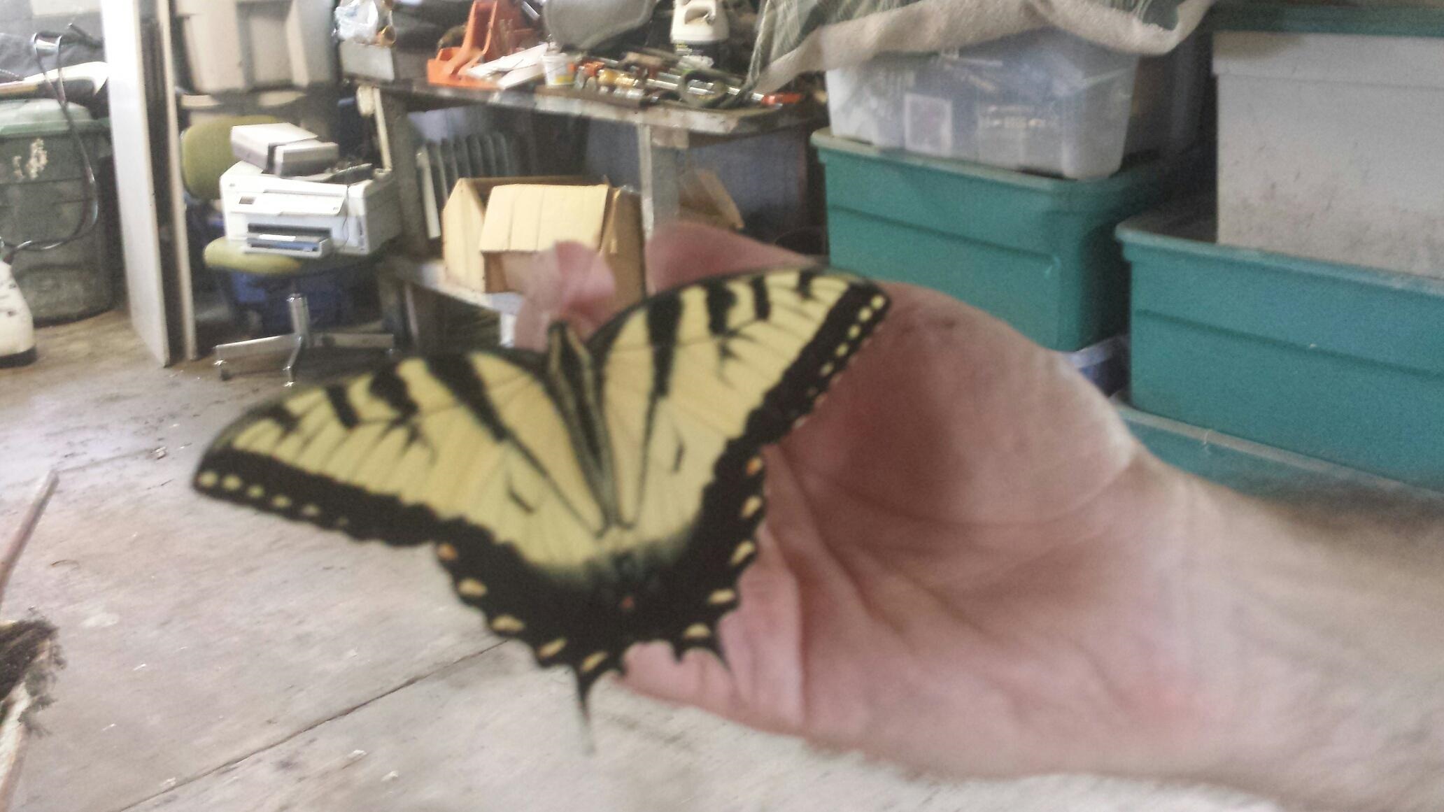 To Do As a Soul or Butterfly Must Do
