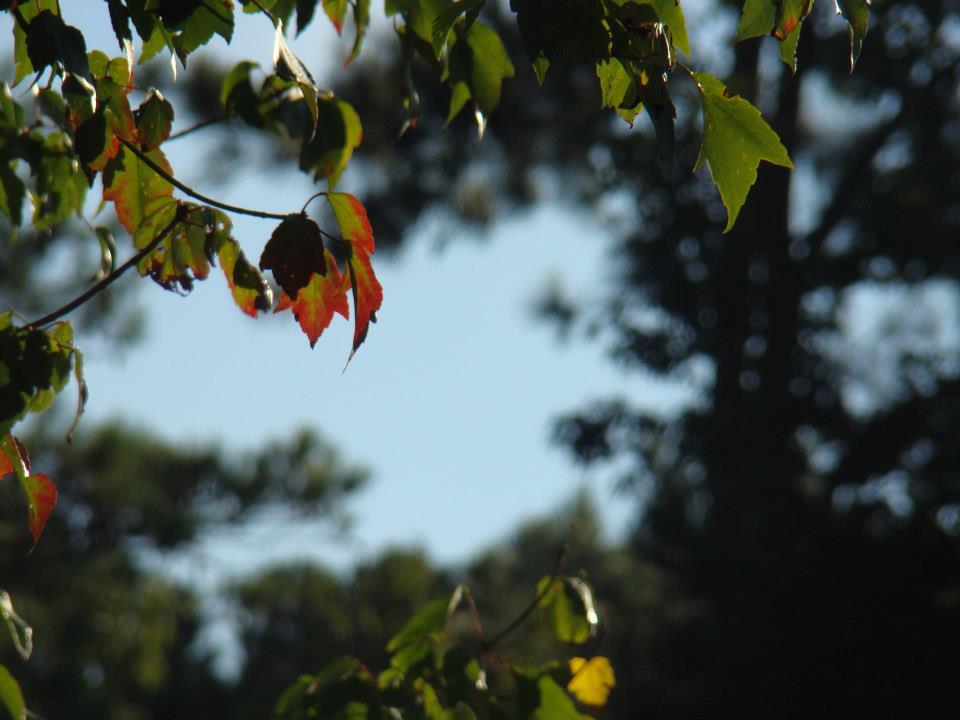 A Leaf