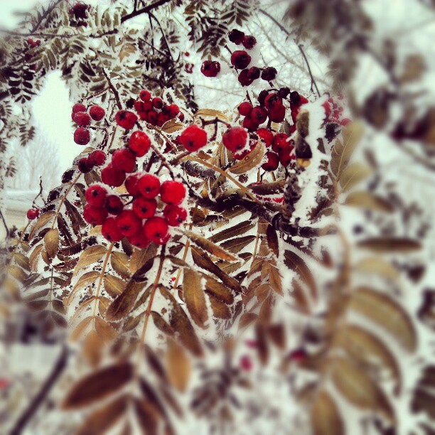 The Grief that Stole Christmas: Facing Holiday Fears