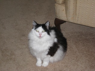 What My Cats Have Taught Me About Life and Loss