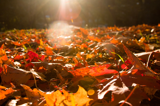 Raking Leaves
