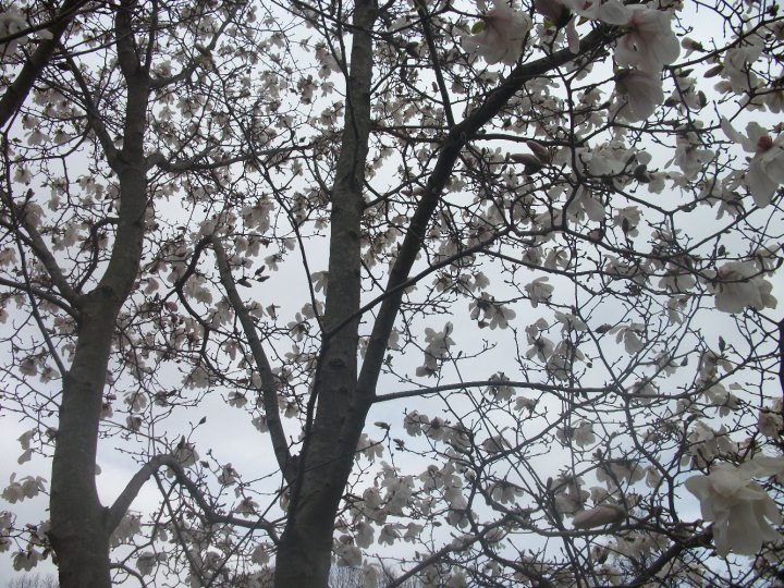 Grief As A Tree