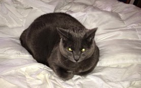 What My Cats Have Taught Me About Life and Loss