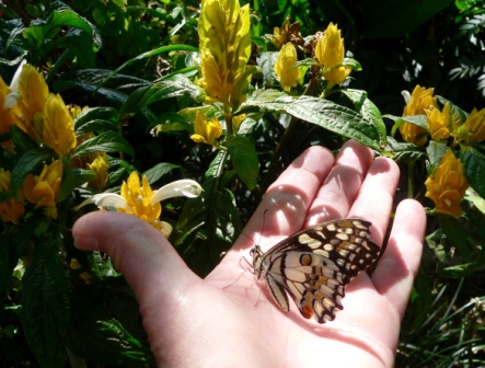 Signs from Nature's creatures - but they need to be doing something out of the ordinary or take your eye because of something unusual - e.g. an extra large butterfly