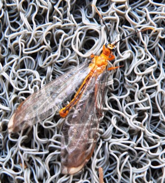 Signs from Nature's creatures - but they need to be doing something out of the ordinary or take your eye because of something unusual - e.g. an extra large butterfly