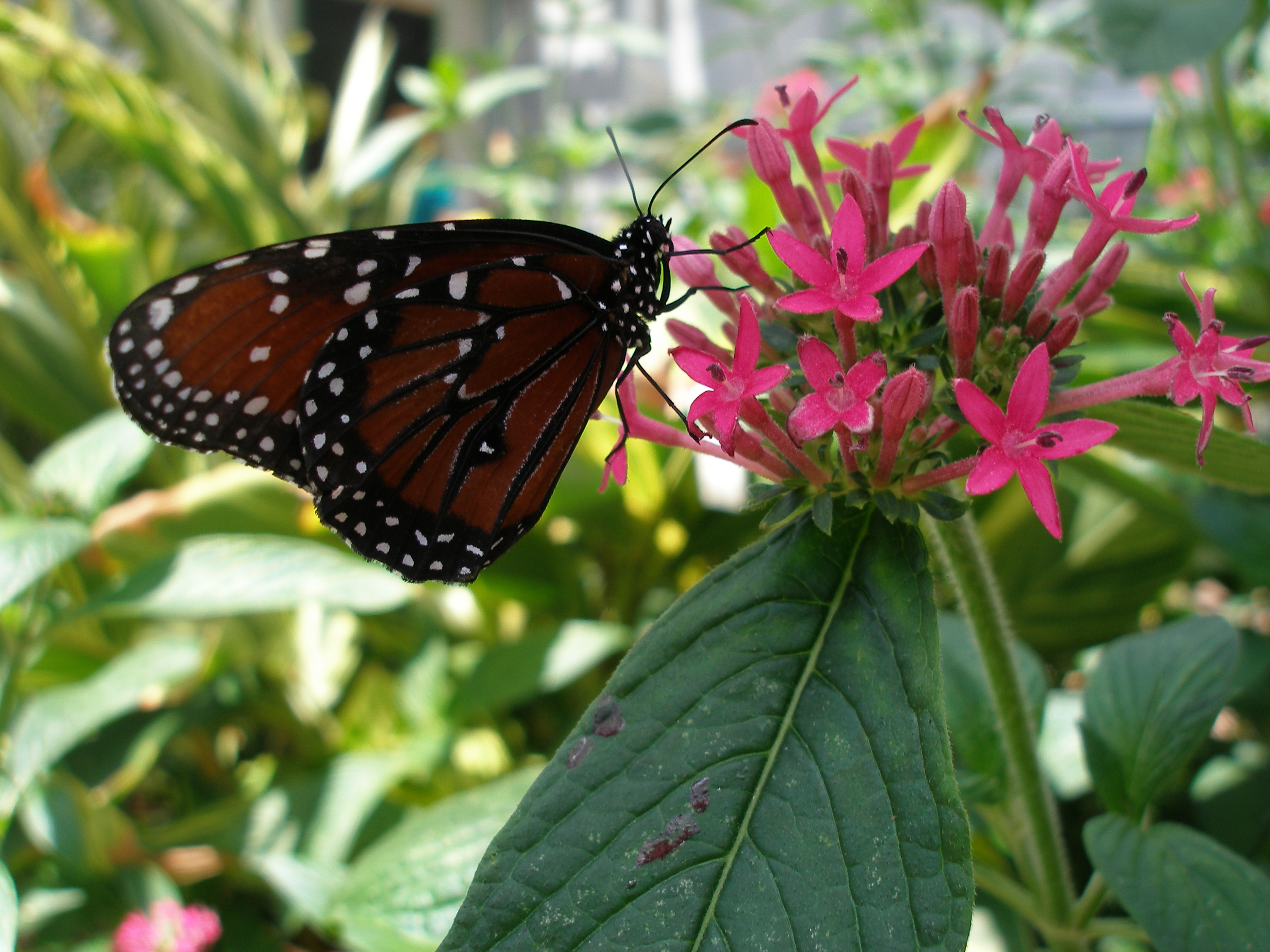 Heavenly Butterflies