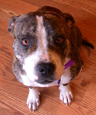 The Loss of a Pet (Saying Goodbye to Rizzo)