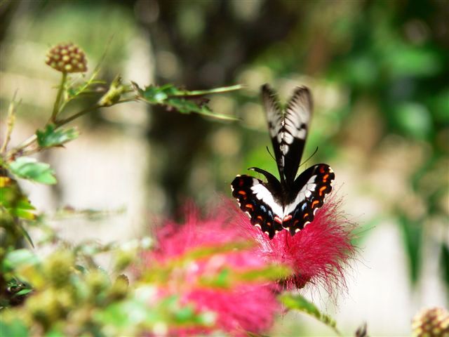 Signs from Nature's creatures - but they need to be doing something out of the ordinary or take your eye because of something unusual - e.g. an extra large butterfly