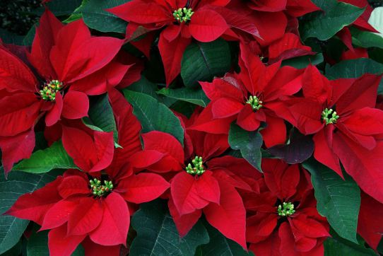 How to help a grieving friend through the holidays