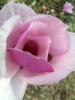 Annes_Daughter